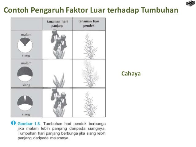 Perbedaan kambium vaskuler dan kambium gabus
