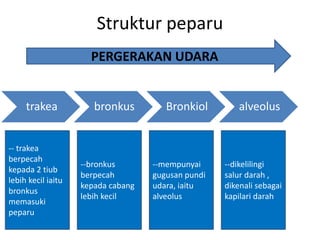Struktur peparu
trakea bronkus Bronkiol alveolus
PERGERAKAN UDARA
-- trakea
berpecah
kepada 2 tiub
lebih kecil iaitu
bronkus
memasuki
peparu
--bronkus
berpecah
kepada cabang
lebih kecil
--mempunyai
gugusan pundi
udara, iaitu
alveolus
--dikelilingi
salur darah ,
dikenali sebagai
kapilari darah
 