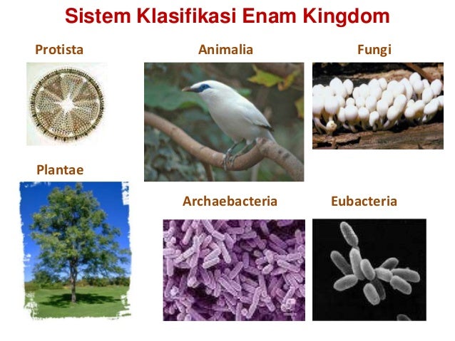 Ruang Lingkup Biologi