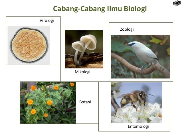 Bab 1 ruang lingkup biologi