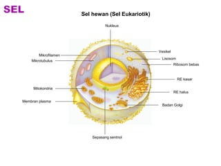 Vesikel 
Lisosom 
Ribosom bebas 
Badan Golgi 
Mikrofilamen 
Mikrotubulus 
Mitokondria 
Sepasang sentriol 
Membran plasma 
Nukleus 
RE kasar 
RE halus 
Sel hewan (Sel Eukariotik) 
 