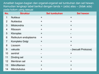 Amatilah bagian-bagian dan organel-organel sel tumbuhan dan sel hewan. 
Kemudian lengkapi tabel berikut dengan tanda + (ada) atau – (tidak ada) 
pada kolom yang sesuai 
No. Struktur Sel tumbuhan Sel hewan 
1 Nukleus + + 
2 Nukleolus + + 
3 Mitokondria + + 
4 Ribosom + + 
5 Kloroplas + - 
6 Retikulum endoplasma + + 
7 Kompleks Golgi + + 
8 Lisosom - + 
9 vakuola + - (kecuali Protozoa) 
10 sentriol - + 
11 Dinding sel + - 
12 Membran sel + + 
13 Mikrofilamen + + 
14 Mikrotubulus + + 
 