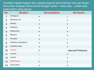 Amatilah bagian-bagian dan organel-organel sel tumbuhan dan sel hewan. 
Kemudian lengkapi tabel berikut dengan tanda + (ada) atau – (tidak ada) 
pada kolom yang sesuai 
No. Struktur Sel tumbuhan Sel hewan 
1 Dinding sel + - 
2 Membrane sel + + 
3 Nukleus + + 
4 Nukleolus + + 
5 Mitokondria + + 
6 Ribosom + + 
7 Kloroplas + - 
8 Retikulum endoplasma + + 
9 Kompleks Golgi + + 
10 Vakuola + - (kecuali Protozoa) 
11 Lisosom - + 
12 sentriol - + 
13 Mikrofilamen + + 
14 mikrotubula + + 
 