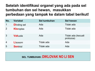 Setelah identifikasi organel yang ada pada sel 
tumbuhan dan sel hewan, masukkan 
perbedaan yang tampak ke dalam tabel berikut! 
No. Variabel Sel tumbuhan Sel hewan 
1 Dinding sel Ada Tidak ada 
2 Kloroplas Ada Tidak ada 
3 Vakuola Ada Tidak ada (kecuali 
protozoa) 
4 Lisosom Tidak ada Ada 
5 Sentriol Tidak ada Ada 
SEL TUMBUHAN :DIKLOVAK NO LI SEN 
 