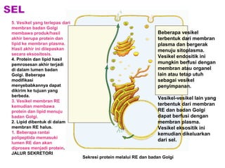 5. Vesikel yang terlepas dari 
membran badan Golgi 
membawa produk/hasil 
akhir berupa protein dan 
lipid ke membran plasma. 
Hasil akhir ini dilepaskan 
secara eksositosis. 
4. Protein dan lipid hasil 
pemrosesan akhir terjadi 
di dalam lumen badan 
Golgi. Beberapa 
modifikasi 
menyebabkannya dapat 
dikirim ke tujuan yang 
berbeda. 
3. Vesikel membran RE 
kemudian membawa 
protein dan lipid menuju 
badan Golgi. 
2. Lipid dibentuk di dalam 
membran RE halus. 
1. Beberapa rantai 
polipeptida memasuki 
lumen RE dan akan 
diproses menjadi protein. 
JALUR SEKRETORI 
Beberapa vesikel 
terbentuk dari membran 
plasma dan bergerak 
menuju sitoplasma. 
Vesikel endositik ini 
mungkin berfusi dengan 
membran atau organel 
lain atau tetap utuh 
sebagai vesikel 
penyimpanan. 
Vesikel-vesikel lain yang 
terbentuk dari membran 
RE dan badan Golgi 
dapat berfusi dengan 
membran plasma. 
Vesikel eksositik ini 
kemudian dikeluarkan 
dari sel. 
Sekresi protein melalui RE dan badan Golgi 
 
