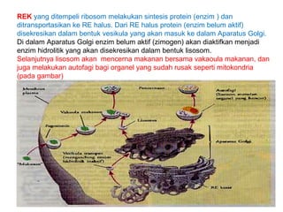 REK yang ditempeli ribosom melakukan sintesis protein (enzim ) dan 
ditransportasikan ke RE halus. Dari RE halus protein (enzim belum aktif) 
disekresikan dalam bentuk vesikula yang akan masuk ke dalam Aparatus Golgi. 
Di dalam Aparatus Golgi enzim belum aktif (zimogen) akan diaktifkan menjadi 
enzim hidrolitik yang akan disekresikan dalam bentuk lisosom. 
Selanjutnya lisosom akan mencerna makanan bersama vakaoula makanan, dan 
juga melakukan autofagi bagi organel yang sudah rusak seperti mitokondria 
(pada gambar) 
 