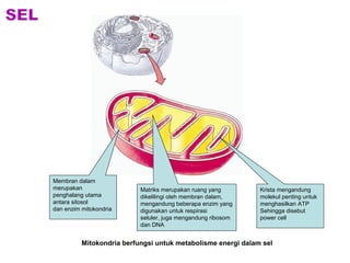Membran dalam 
merupakan 
penghalang utama 
antara sitosol 
dan enzim mitokondria 
Matriks merupakan ruang yang 
dikelilingi oleh membran dalam, 
mengandung beberapa enzim yang 
digunakan untuk respirasi 
seluler, juga mengandung ribosom 
dan DNA 
Krista mengandung 
molekul penting untuk 
menghasilkan ATP 
Sehingga disebut 
power cell 
Mitokondria berfungsi untuk metabolisme energi dalam sel 
 