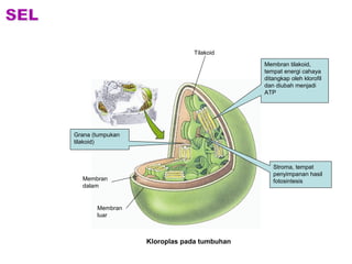 Membran tilakoid, 
tempat energi cahaya 
ditangkap oleh klorofil 
dan diubah menjadi 
ATP 
Stroma, tempat 
penyimpanan hasil 
fotosintesis 
Grana (tumpukan 
tilakoid) 
Membran 
dalam 
Membran 
luar 
Tilakoid 
Kloroplas pada tumbuhan 
 