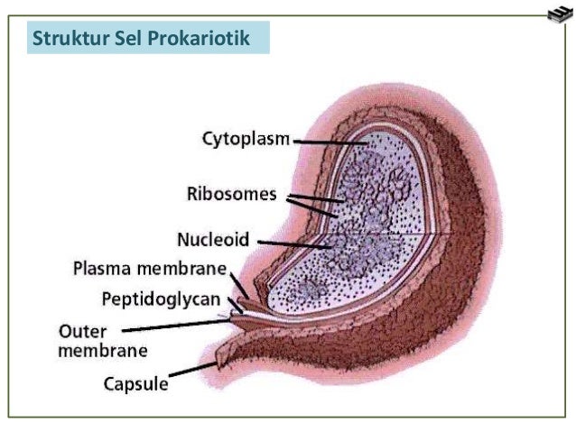 Sel Tumbuhan Dan Sel Hewan 51933911
