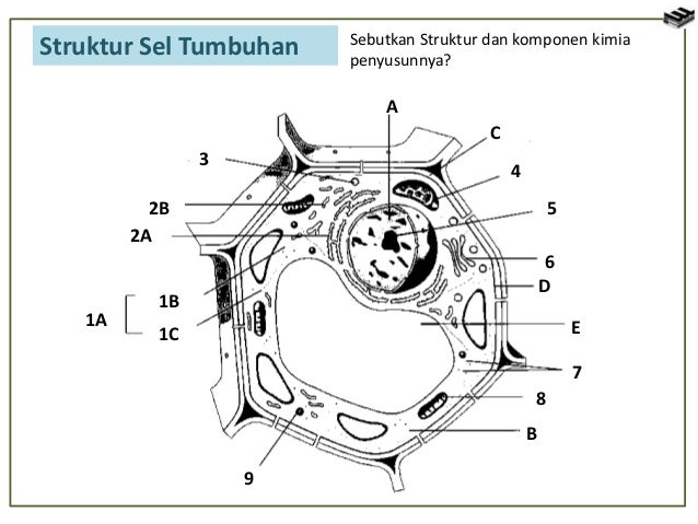  sel  tumbuhan  dan  sel  hewan 