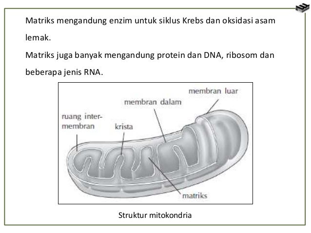 Sel Tumbuhan Dan Sel Hewan 51933911