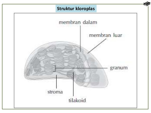  sel  tumbuhan dan  sel  hewan 