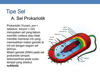 Tipe Sel
A. Sel Prokariotik
Prokariotik (Yunani, pro =
sebelum, karyon = inti)
merupakan sel yang belum
memiliki nukleus atau tidak
memiliki membran inti yang
memisahkan materi genetik di
inti sel dengan bagian sel
lainnya.
Materi genetik (DNA) pada sel
prokariotik tampak
terkonsentrasi pada suatu
tempat yang disebut
nukleoid.
 
