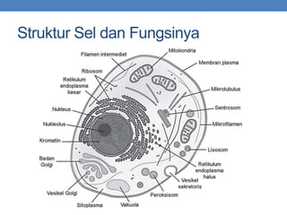 Struktur Sel dan Fungsinya
 