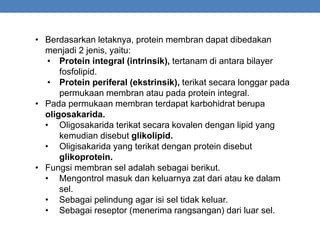 • Berdasarkan letaknya, protein membran dapat dibedakan
menjadi 2 jenis, yaitu:
• Protein integral (intrinsik), tertanam di antara bilayer
fosfolipid.
• Protein periferal (ekstrinsik), terikat secara longgar pada
permukaan membran atau pada protein integral.
• Pada permukaan membran terdapat karbohidrat berupa
oligosakarida.
• Oligosakarida terikat secara kovalen dengan lipid yang
kemudian disebut glikolipid.
• Oligisakarida yang terikat dengan protein disebut
glikoprotein.
• Fungsi membran sel adalah sebagai berikut.
• Mengontrol masuk dan keluarnya zat dari atau ke dalam
sel.
• Sebagai pelindung agar isi sel tidak keluar.
• Sebagai reseptor (menerima rangsangan) dari luar sel.
 