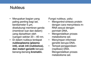 Nukleus
• Merupakan bagian yang
paling penting bagi sel,
berdiameter 5 μm,
diselubungi membran ganda
(membran luar dan dalam)
yang dipisahkan oleh
ruangan sekitar 20 – 40 nm.
• Di dalam nukleus terdapat
nukleoplasma (plasma
inti), anak inti (nukleolus),
dan materi genetik berupa
benang-benang kromatin.
Fungsi nukleus, yaitu:
• Mengontrol sintesis protein
dengan cara menyintesis m-
RNA sesuai dengan
perintah DNA,
• Mengendalikan proses
metabolisme sel.
• Menyimpan informasi
genetik berupa DNA.
• Tempat penggandaan
(replikasi) DNA.
Mengendalikan proses
metabolisme sel.
 