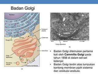 Badan Golgi
• Badan Golgi ditemukan pertama
kali oleh Cammilio Golgi pada
tahun 1898 di dalam sel-sel
kelenjar.
• Badan Golgi terdiri atas tumpukan
kantong membran pipih sisterna
dan vesikula-vesikula.
 