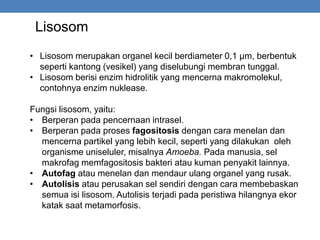 Lisosom
• Lisosom merupakan organel kecil berdiameter 0,1 μm, berbentuk
seperti kantong (vesikel) yang diselubungi membran tunggal.
• Lisosom berisi enzim hidrolitik yang mencerna makromolekul,
contohnya enzim nuklease.
Fungsi lisosom, yaitu:
• Berperan pada pencernaan intrasel.
• Berperan pada proses fagositosis dengan cara menelan dan
mencerna partikel yang lebih kecil, seperti yang dilakukan oleh
organisme uniseluler, misalnya Amoeba. Pada manusia, sel
makrofag memfagositosis bakteri atau kuman penyakit lainnya.
• Autofag atau menelan dan mendaur ulang organel yang rusak.
• Autolisis atau perusakan sel sendiri dengan cara membebaskan
semua isi lisosom. Autolisis terjadi pada peristiwa hilangnya ekor
katak saat metamorfosis.
 