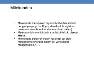 Mitokondria
• Mitokondria merupakan organel berbentuk silinder
dengan panjang 1 – 10 μm, dan diselubungi dua
membran (membran luar dan membran dalam).
• Membran dalam mitokondria berlekuk-lekuk, disebut
krista.
• Mitokondria berperan dalam respirasi sel atau
metabolisme energi di dalam sel yang dapat
menghasilkan ATP.
 