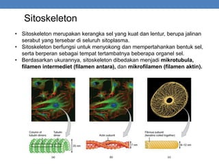 Sitoskeleton
• Sitoskeleton merupakan kerangka sel yang kuat dan lentur, berupa jalinan
serabut yang tersebar di seluruh sitoplasma.
• Sitoskeleton berfungsi untuk menyokong dan mempertahankan bentuk sel,
serta berperan sebagai tempat tertambatnya beberapa organel sel.
• Berdasarkan ukurannya, sitoskeleton dibedakan menjadi mikrotubula,
filamen intermediet (filamen antara), dan mikrofilamen (filamen aktin).
 