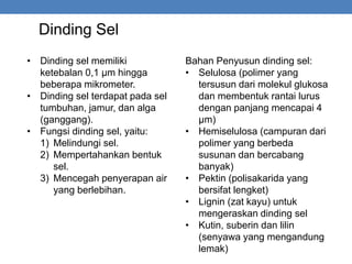 Dinding Sel
• Dinding sel memiliki
ketebalan 0,1 μm hingga
beberapa mikrometer.
• Dinding sel terdapat pada sel
tumbuhan, jamur, dan alga
(ganggang).
• Fungsi dinding sel, yaitu:
1) Melindungi sel.
2) Mempertahankan bentuk
sel.
3) Mencegah penyerapan air
yang berlebihan.
Bahan Penyusun dinding sel:
• Selulosa (polimer yang
tersusun dari molekul glukosa
dan membentuk rantai lurus
dengan panjang mencapai 4
µm)
• Hemiselulosa (campuran dari
polimer yang berbeda
susunan dan bercabang
banyak)
• Pektin (polisakarida yang
bersifat lengket)
• Lignin (zat kayu) untuk
mengeraskan dinding sel
• Kutin, suberin dan lilin
(senyawa yang mengandung
lemak)
 