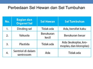 Perbedaan Sel Hewan dan Sel Tumbuhan
 