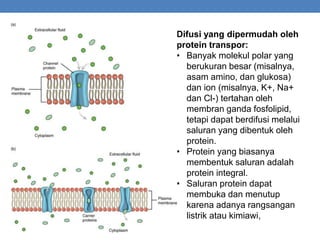 Difusi yang dipermudah oleh
protein transpor:
• Banyak molekul polar yang
berukuran besar (misalnya,
asam amino, dan glukosa)
dan ion (misalnya, K+, Na+
dan Cl-) tertahan oleh
membran ganda fosfolipid,
tetapi dapat berdifusi melalui
saluran yang dibentuk oleh
protein.
• Protein yang biasanya
membentuk saluran adalah
protein integral.
• Saluran protein dapat
membuka dan menutup
karena adanya rangsangan
listrik atau kimiawi,
 