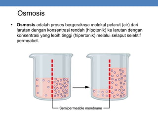 Osmosis
• Osmosis adalah proses bergeraknya molekul pelarut (air) dari
larutan dengan konsentrasi rendah (hipotonik) ke larutan dengan
konsentrasi yang lebih tinggi (hipertonik) melalui selaput selektif
permeabel.
 