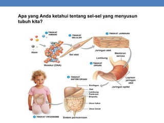 Apa yang Anda ketahui tentang sel-sel yang menyusun
tubuh kita?
 