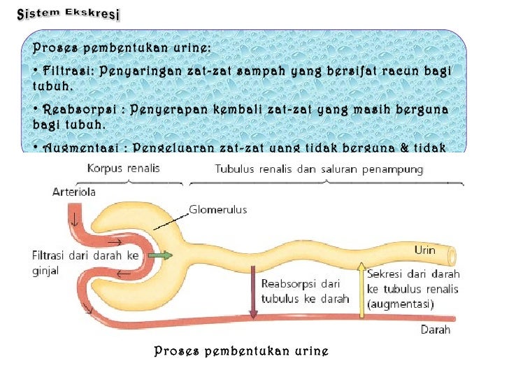 Soal Biologi  Sistem Ekskresi Manusia Hewan  Jawaban Soal Biologi  Sistem Ekskresi Manusia Hewan  Jawaban