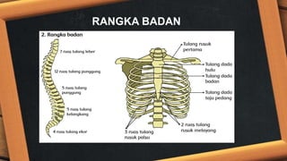 RANGKA BADAN
 