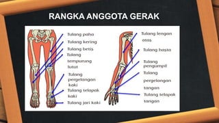 RANGKA ANGGOTA GERAK
 