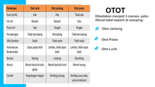Portfolio
Presentation
Otot Jantung
Otot Polos
Otot Lurik
OTOT
Dibedakan menjadi 3 macam. yaitu
dibuat tabel seperti di samping:
 