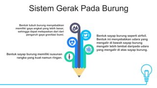 Sistem Gerak Pada Burung
Bentuk tubuh burung menyebabkan
memiliki gaya angkat yang lebih besar,
sehingga dapat melepaskan dari dari
pengaruh gaya gravitasi bumi.
Bentuk sayap burung memiliki susunan
rangka yang kuat namun ringan.
Bentuk sayap burung seperti airfoil.
Bentuk ini menyebabkan udara yang
mengalir di bawah sayap burung
mengalir lebih lambat daripada udara
yang mengalir di atas sayap burung.
 