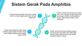 Sistem Gerak Pada Amphibia
02
04
Kontruksi tulang katak terdiri dari tulang
badan, tulang anggota gerak dan tulang
tengkorak .
01
03
Katak memiki kaki yang sangat panjang
dan otot-otot yang kekar dan solid. Agar
katak mudah saat berenang, kaki katak
memiliki selaput renang.
Badan katak ditopang oleh tulang
belakang yang dapat menahan berat
tubuh bagian belakang dan bagian
depan katak.
Amfibi memiliki sendi baik itu di lutut,
bahu, siku, pinggul, pergelangan kaki
dan tangan. Sendi ini memudahkan
hewan amfibi seperti katak untuk
melompat.
 