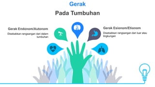 Disebabkan rangsangan dari dalam
tumbuhan
Gerak Endonom/Autonom
Gerak
Pada Tumbuhan
Disebabkan rangsangan dari luar atau
lingkungan
Gerak Esionom/Etionom
 