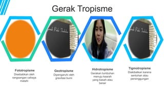 Gerak Tropisme
Fototropisme
Disebabkan oleh
rangsangan cahaya
matahi
Tigmotropisme
Diakibatkan karena
sentuhan atau
persinggungan
Geotropisme
Dipengaruhi oleh
gravitasi bumi
Hidrotropisme
Gerakan tumbuhan
menuju kearah
yang basah atau
berair
 
