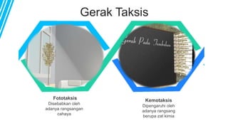 Gerak Taksis
Fototaksis
Disebabkan oleh
adanya rangsangan
cahaya
Kemotaksis
Dipengaruhi oleh
adanya rangsang
berupa zat kimia
 