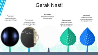 Gerak Nasti
Dipengaruhi oleh
adanya rangsangan
suhu
Thermonasti
Disebabkan adanya
kondisi gelap
Niktinasti
Dipengaruhi oleh
adanya rangsangan
berupa sentuhan
Seismonasti
Dipengaruhi oleh
adanya rangsangan
berupa zat kimia
Kemonasti
Dipengaruhi oleh
rangsangan cahaya
Fotonasti
 