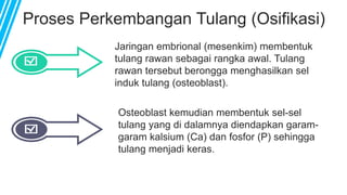 Proses Perkembangan Tulang (Osifikasi)
Jaringan embrional (mesenkim) membentuk
tulang rawan sebagai rangka awal. Tulang
rawan tersebut berongga menghasilkan sel
induk tulang (osteoblast).
Osteoblast kemudian membentuk sel-sel
tulang yang di dalamnya diendapkan garam-
garam kalsium (Ca) dan fosfor (P) sehingga
tulang menjadi keras.
 