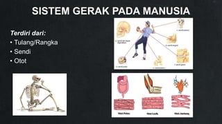 SISTEM GERAK PADA MANUSIA
Terdiri dari:
• Tulang/Rangka
• Sendi
• Otot
 
