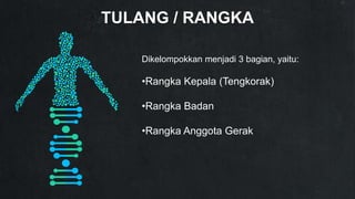 TULANG / RANGKA
Dikelompokkan menjadi 3 bagian, yaitu:
•Rangka Kepala (Tengkorak)
•Rangka Badan
•Rangka Anggota Gerak
 