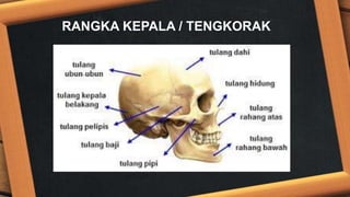 RANGKA KEPALA / TENGKORAK
 