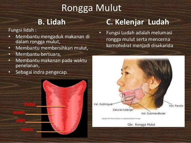 Sistem Pencernaan ppt