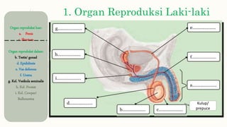 1. Organ Reproduksi Laki-laki
Organ reproduksi luar:
a. Penis
c. Skrotum
Organ reproduksi dalam:
b. Testis/ gonad
d. Epididimis
e. Vas deferens
f. Uretra
g. Kel. Vesikula seminalis
h. Kel. Prostat
i. Kel. Cowper/
Bulbouretra
Kulup/
prepuce
 