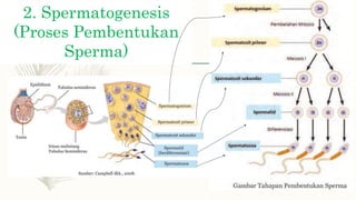 2. Spermatogenesis
(Proses Pembentukan
Sperma)
 