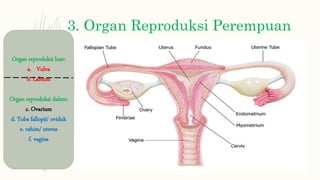 3. Organ Reproduksi Perempuan
Organ reproduksi luar:
a. Vulva
b. Labium
Organ reproduksi dalam:
c. Ovarium
d. Tuba fallopii/ oviduk
e. rahim/ uterus
f. vagina
 