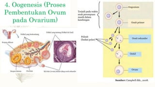 4. Oogenesis (Proses
Pembentukan Ovum
pada Ovarium)
 