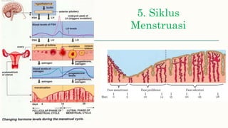 5. Siklus
Menstruasi
 