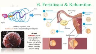 6. Fertilisasi & Kehamilan
Catatan:
Fertilisasi adalah
proses peleburan
inti sel sperma
dengan inti sel telur
(ovum) di tuba
fallopii (oviduk/
saluran telur).
 